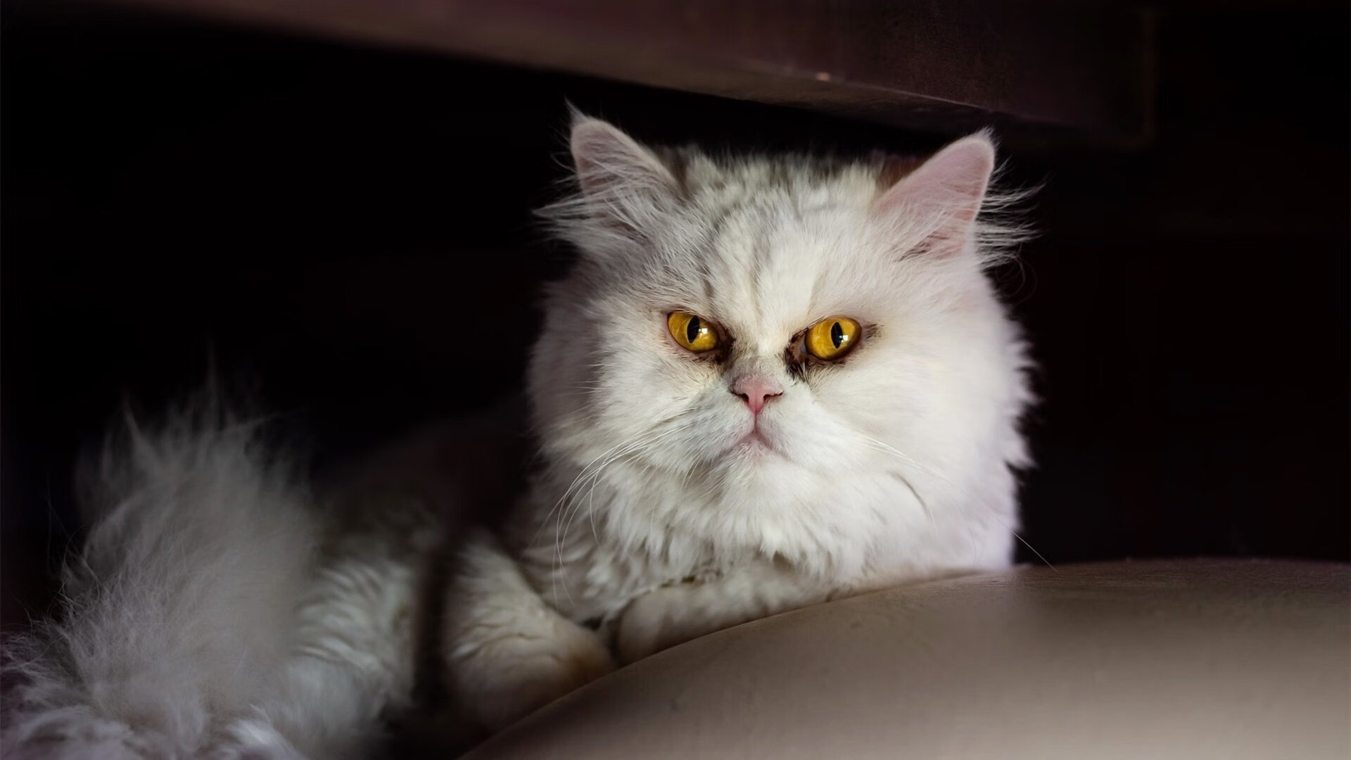 日本铁幕,当叹息之墙阿什拉夫让牙买加闪电黯然失色