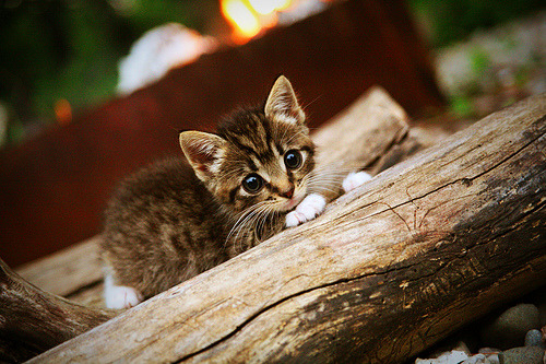 铁血与艺术的交响，当伊朗锁链碰撞桑巴利刃