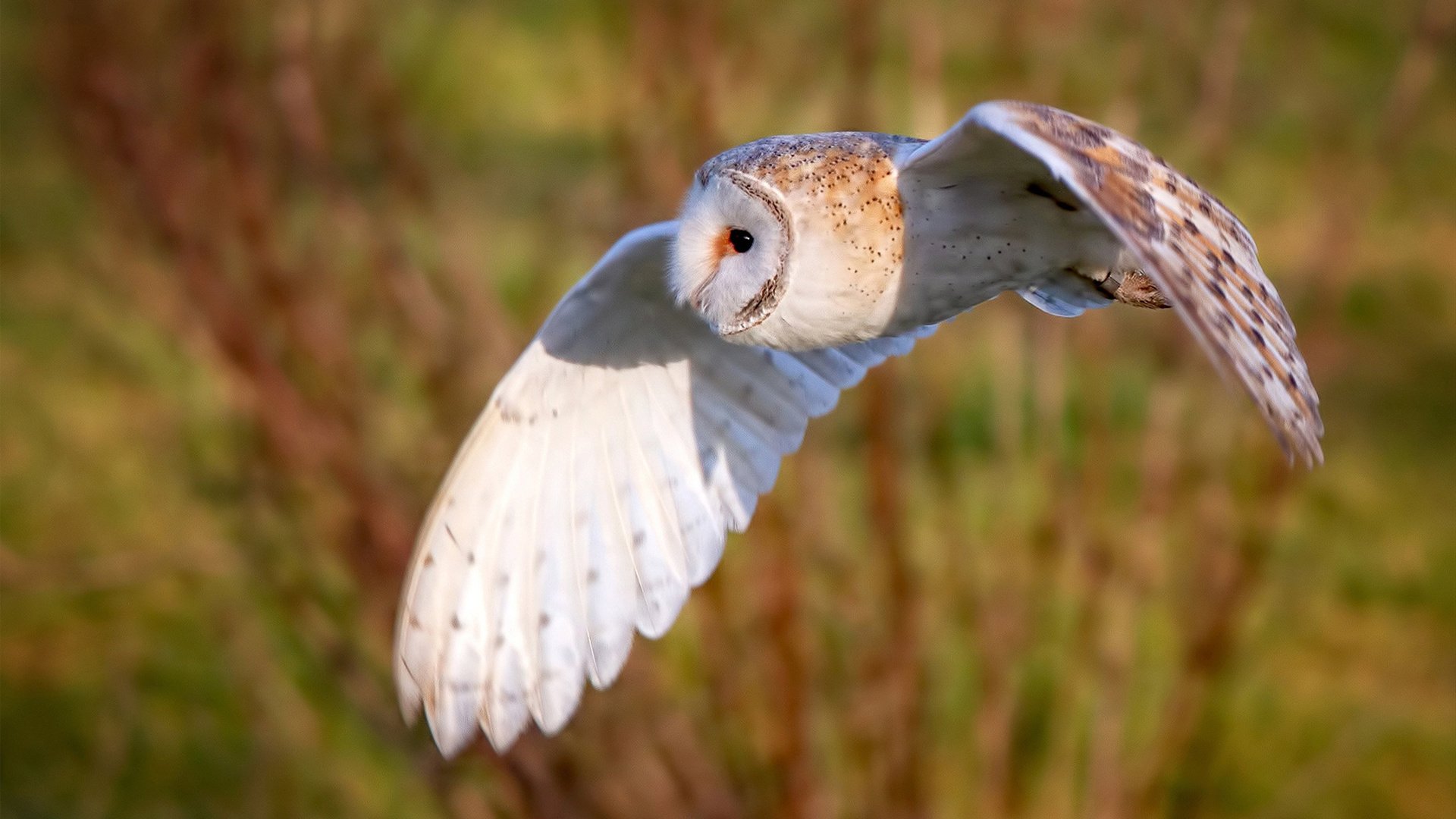 天才的闪亮无法消弭战术的鸿沟—久保建英爆发难阻亚特兰大强行终结沙特足球梦想