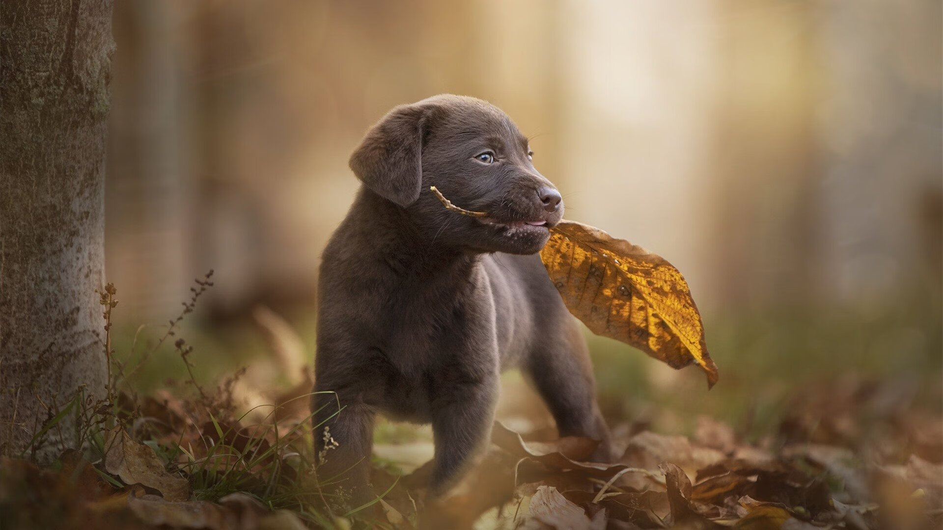 非洲雄狮力克高原之魔,布鲁诺一锤定音成关键先生