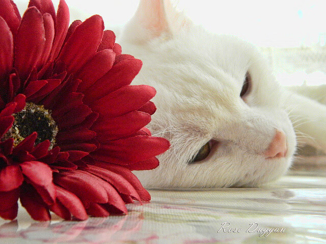 掌控者与闪击战，东契奇的统治与骑士的闪电突袭