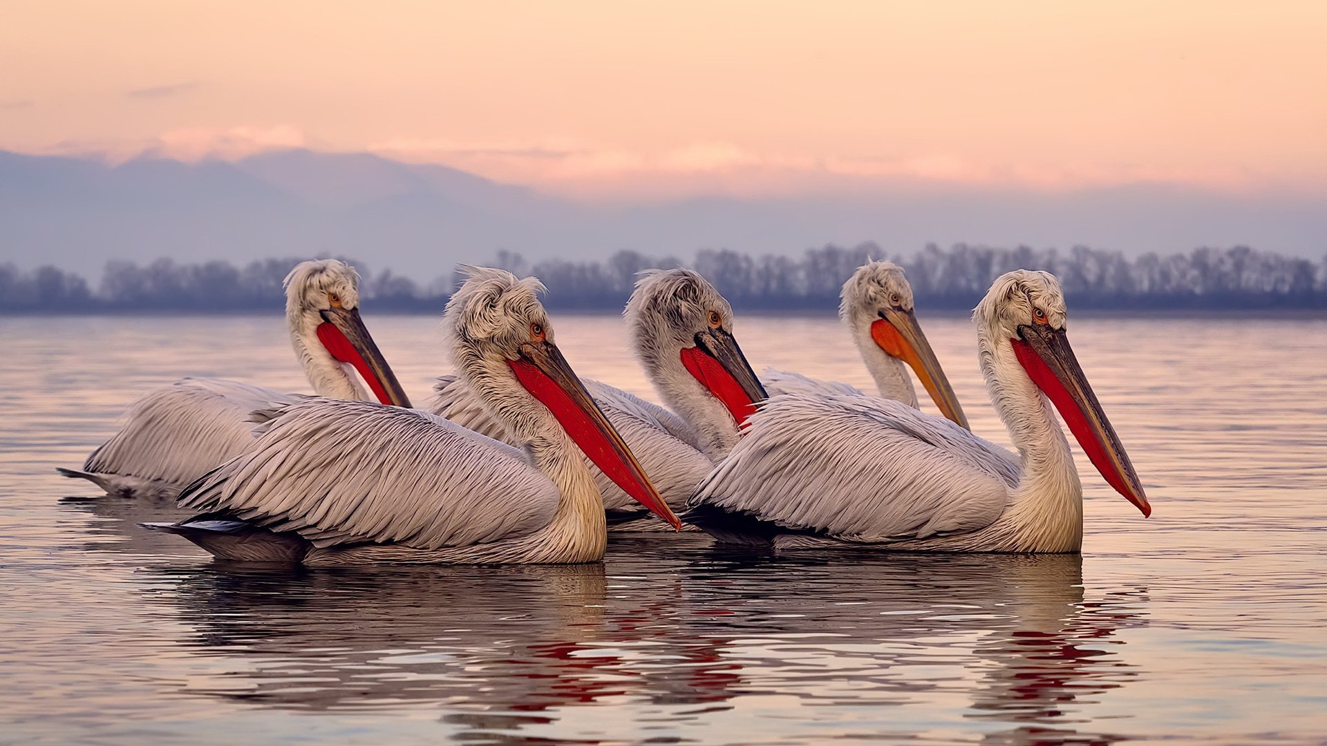 从替补席杀出的孤勇者,马克西如何扛起残缺的独行侠力克骑士