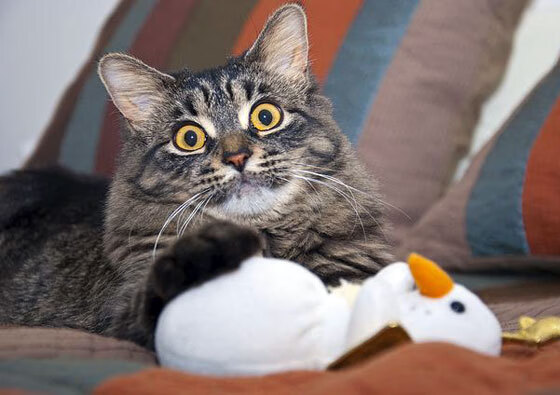 引擎交响诗，当福克斯的声浪劈开街道赛之夜