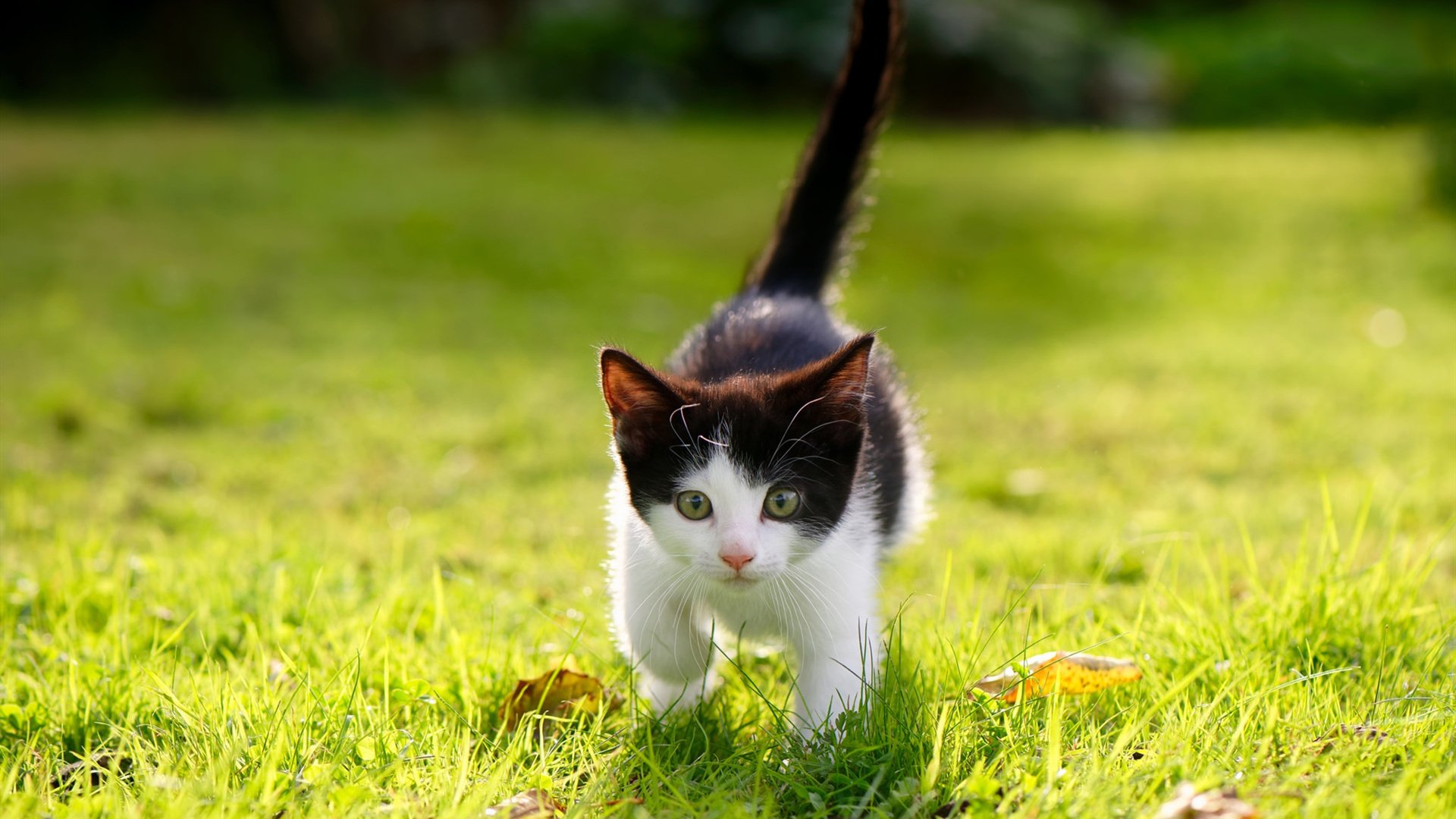 福克斯掌控节奏,火箭关键战险胜公牛突围