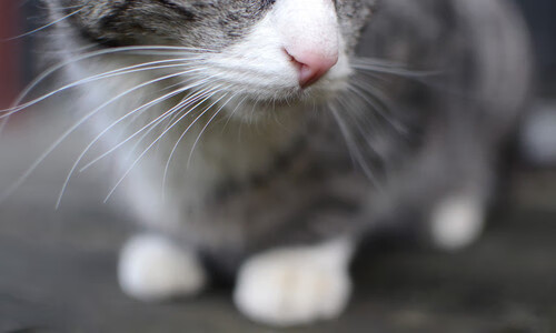 布伦森节奏掌控全场,活塞主场力斩魔术