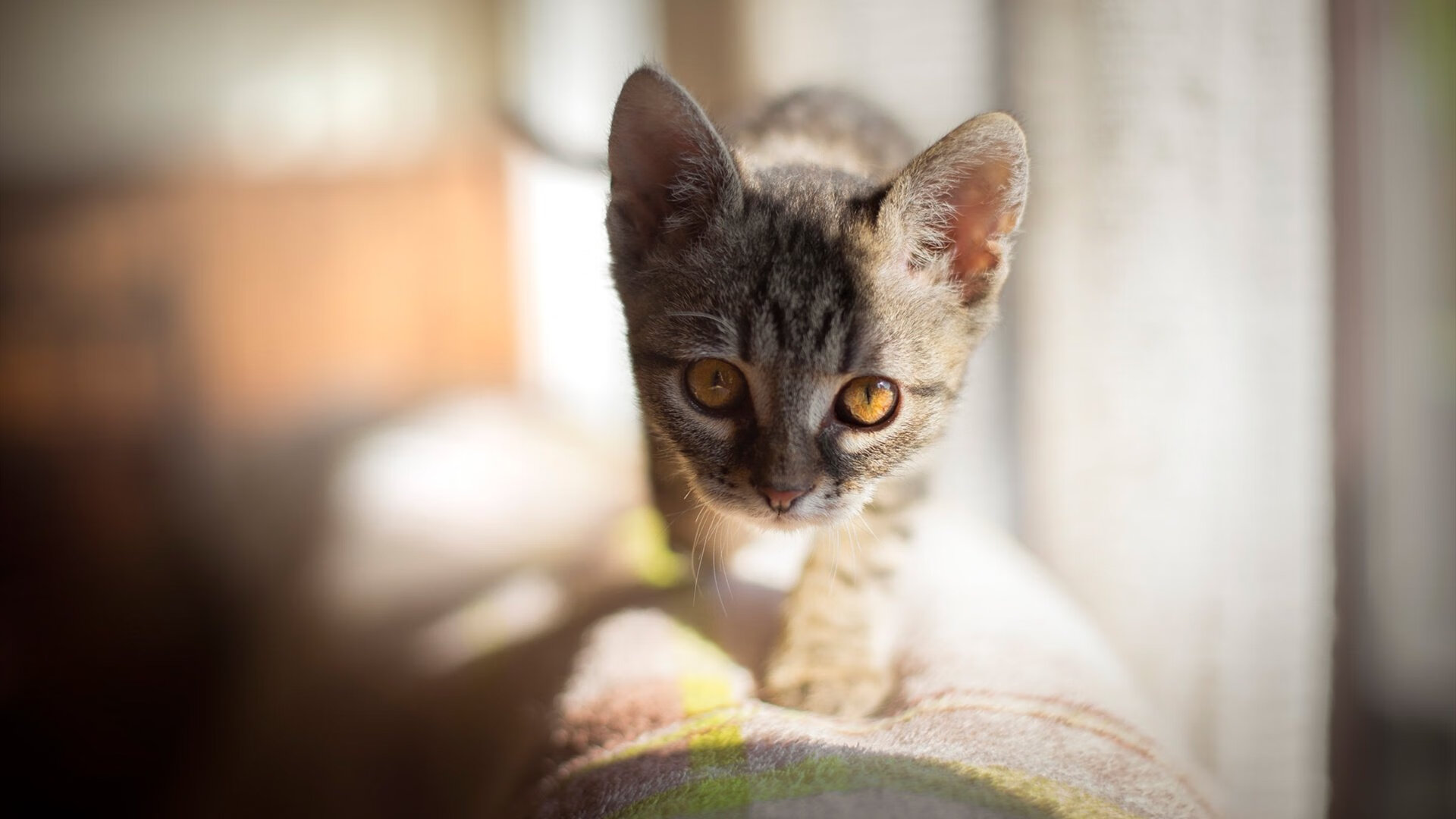 2026世界杯之夜，卢卡库惊艳四座