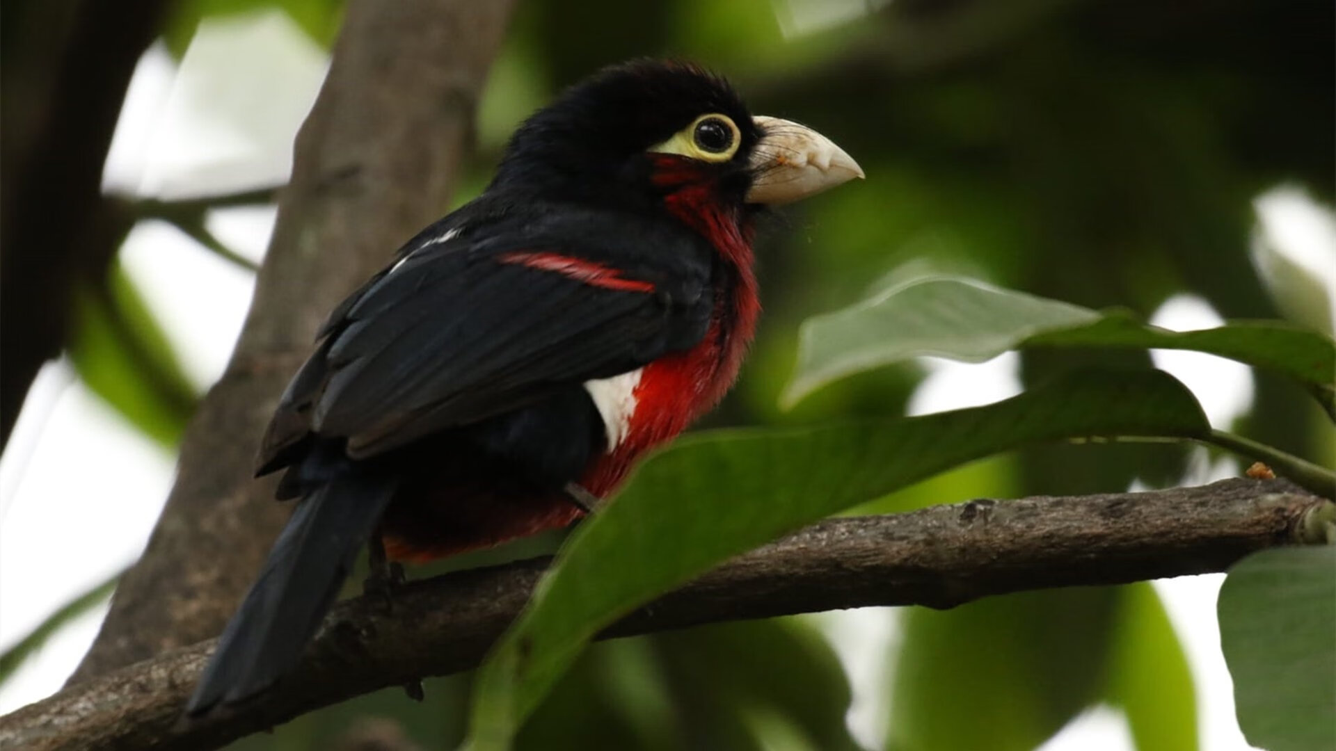 绝境之王!布伦森压哨绝杀魔术,尼克斯挺进东决关键胜利