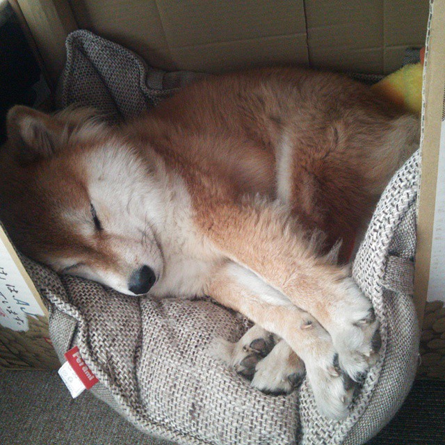 破壁之夜,当锡安成为篮球场上无解的绝对命题