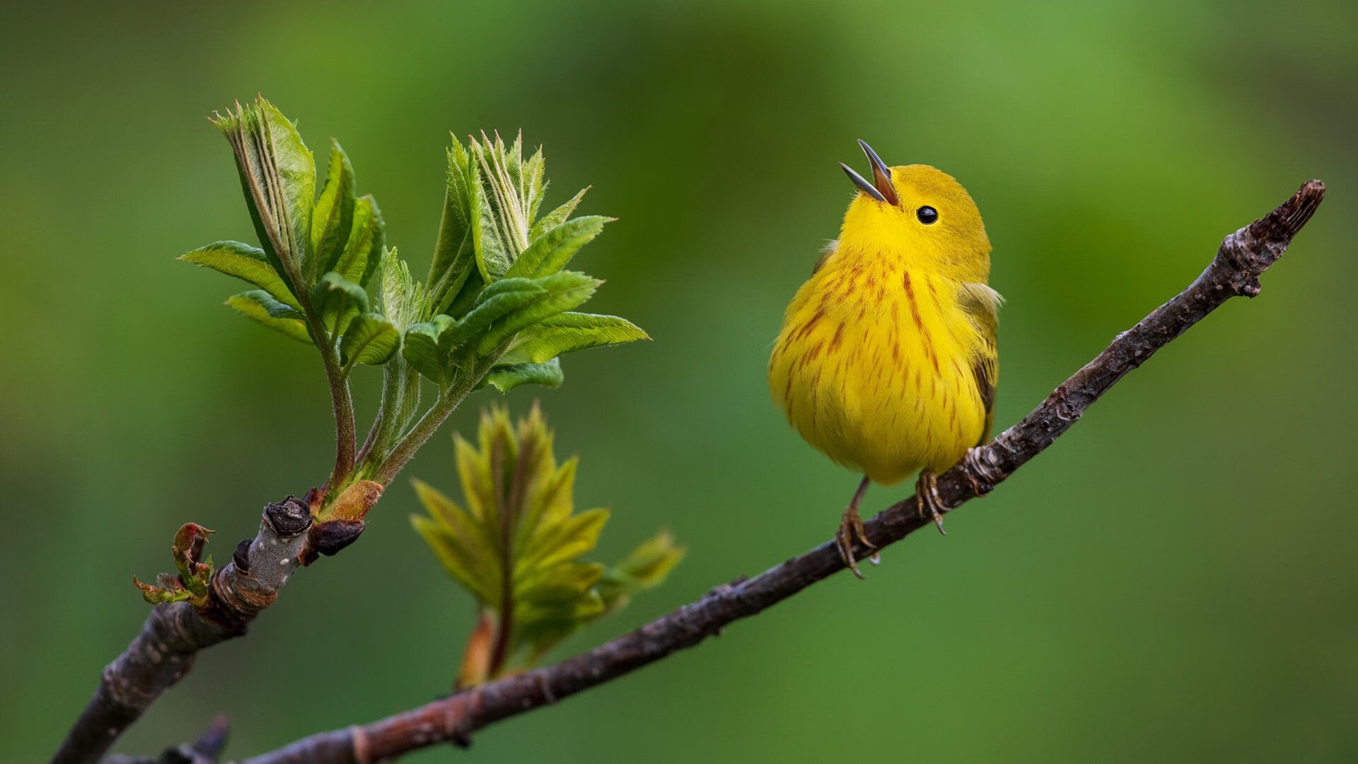 宿敌的破晓,从伯纳乌到威斯特法伦,那些被重新定义的必须赢