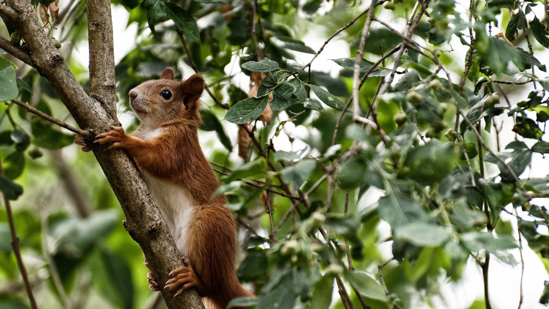 哈利伯顿神级掌控，火箭力克雷霆强势晋级