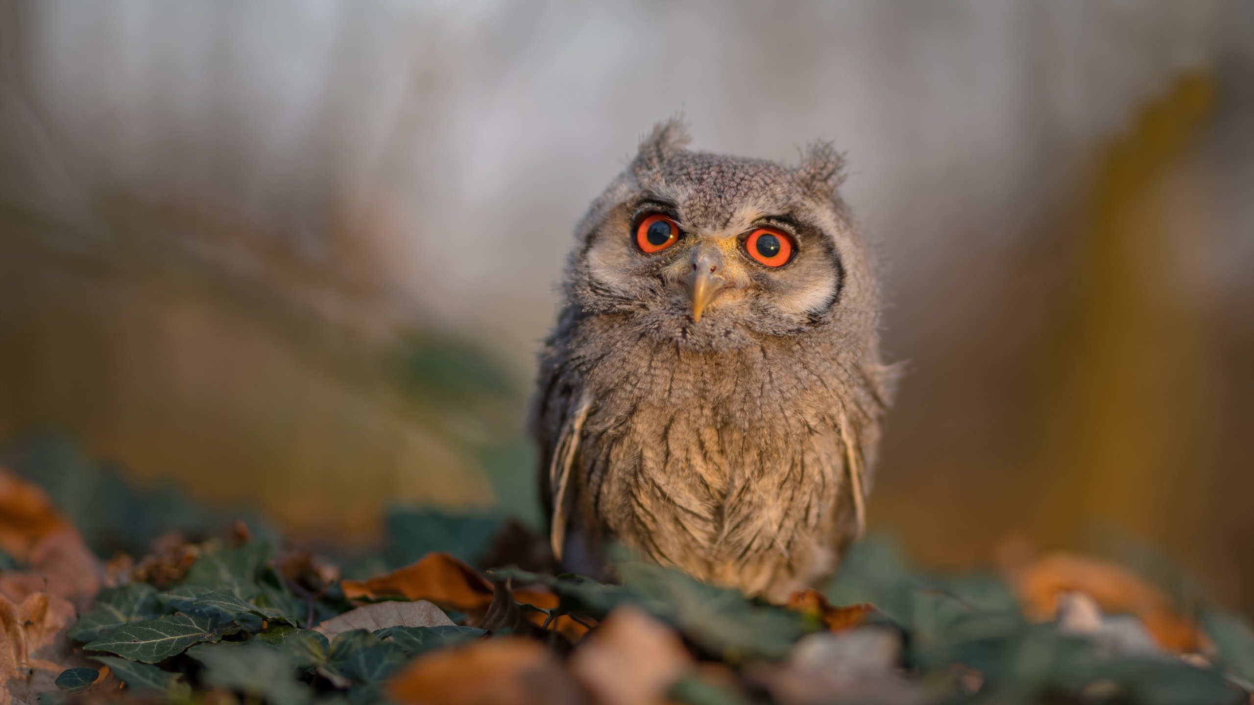 在世界杯上踢曼联内战,当俱乐部友谊撞上国家荣誉