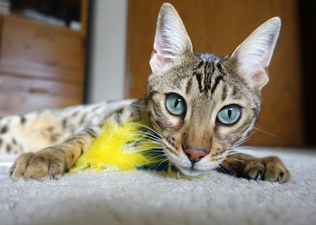 终场哨响,传奇未眠,莫德里奇年度封神之战与雷恩的决胜局逆袭