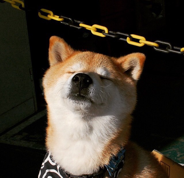 东契奇攻防两端统治全场，开拓者主场力克篮网奏凯歌