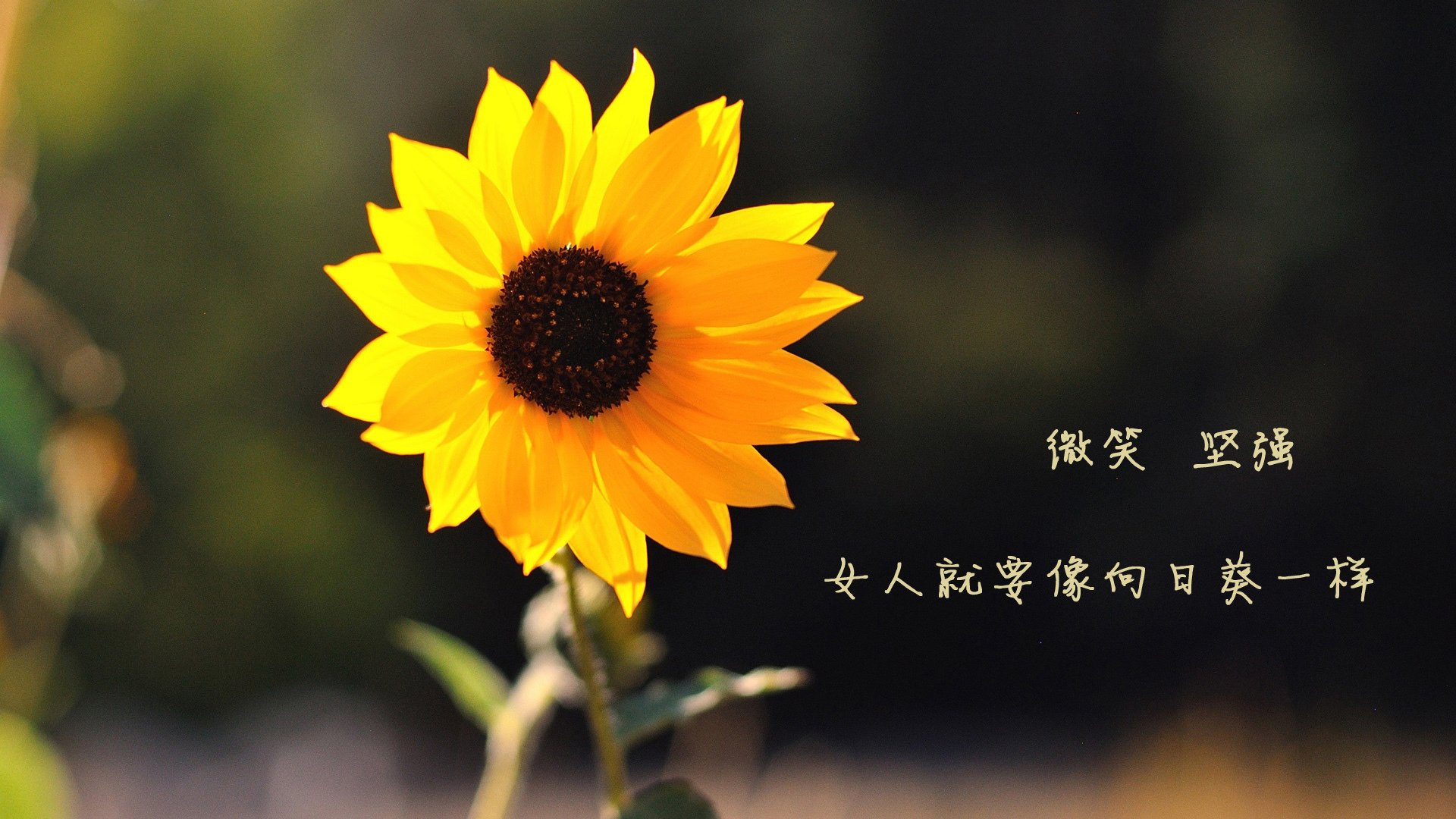 拜仁决胜莱比锡红牛，久保建英2026世界杯接管比赛，足球世界的关键时刻与未来之星