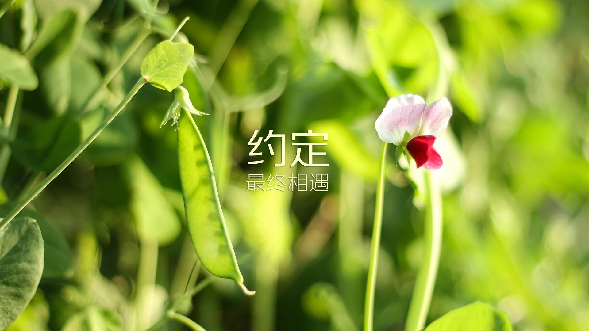 世俱杯-东瀛风暴席卷绿茵，2026世界杯半决赛，日本大胜西班牙，巴雷拉状态火热统治中场